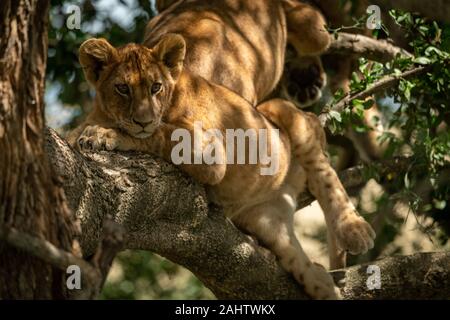 Lion cub lies on dappled sunlit branch Stock Photo