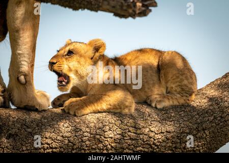 Lion cub lies opening mouth on branch Stock Photo