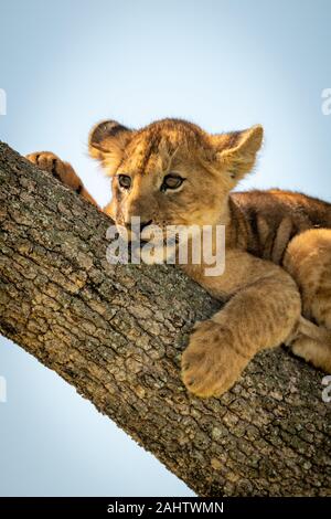 Lion cub lies on trunk looking left Stock Photo