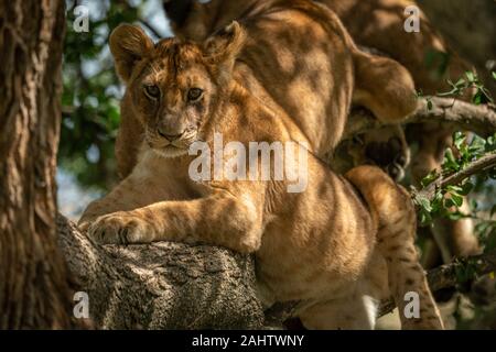 Lion cub on branch in dappled sunlight Stock Photo