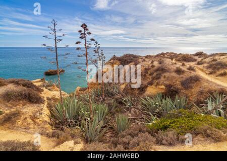 Century Plant (Agave americana) growing on cliff edge with flowering spike in bud, Algarve, Portugal, Stock Photo