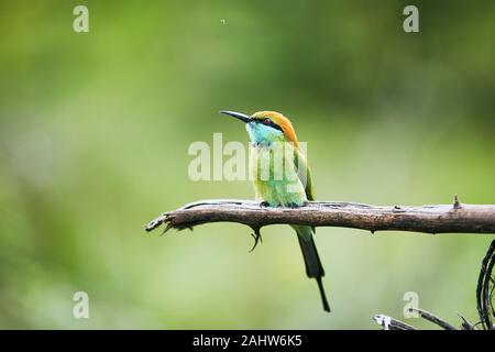 Green bee eater sitting on branch. Colorful bird in wild nature, Sri Lanka. Stock Photo