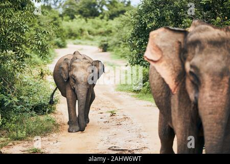 Elephants walking on dirty road. Wildlife animals in Sri Lanka. Stock Photo