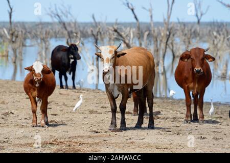 Rinder am Ngamisee, Botswana / Rinder am Lake Ngami Stock Photo