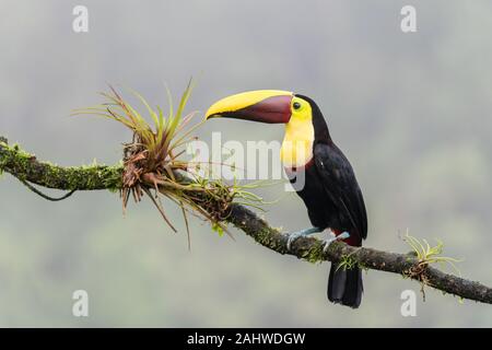 A yellow-throated toucan (Ramphastos ambiguus) perches on a tree branch in Laguna del Lagarto, Costa Rica Stock Photo