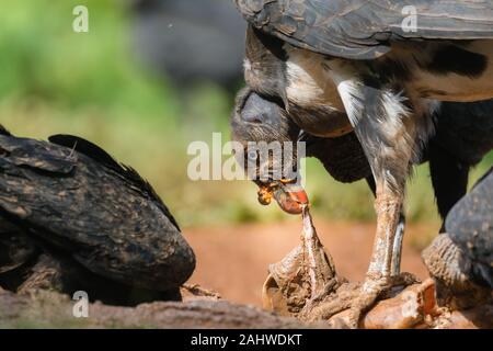Juvenile King Vulture (Sarcoramphus papa) feeds on a carrion with black vultures (Coragyps atratus) around, Laguna del Lagarto, Costa Rica Stock Photo