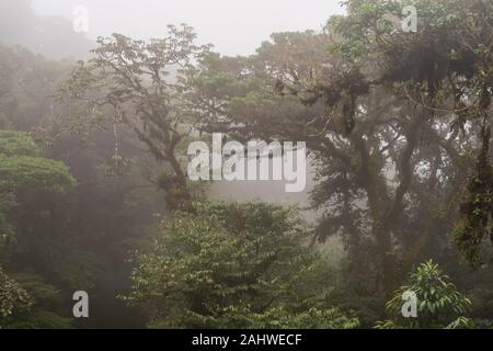 The clouds cover the trees in Monteverde Cloud Forest Reserve, Costa Rica Stock Photo