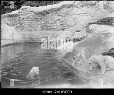 Der 1911 eröffnete Tierpark Hellabrunn hielt als einer der ersten Zoos in Deutschland seit Beginn drei Eisbären in einem Freigehege. Sie wurden im südlichsten Teil des Tierparks in der Polarwelt gehalten. Kopie einer Originalfotografie auf Glasplatte aus der Herry W. Schaefer Sammlung.Die Aufnahme stammt aus den Jahren zwischen 1911 und 1920.