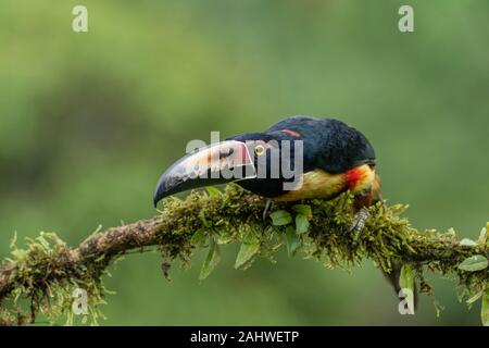 A collared aracari (Pteroglossus torquatus) perches on a tree branch in Laguna del Lagarto, Costa Rica Stock Photo