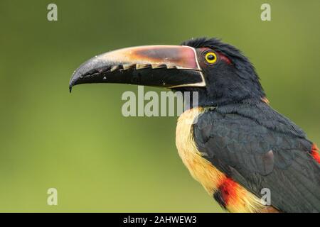 A collared aracari (Pteroglossus torquatus) perches on a tree branch in Laguna del Lagarto, Costa Rica Stock Photo