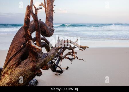 Dry tree at sandy beach with beautiful sea background. Vacation, holiday, travel concept, Asia