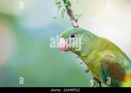 An orange-chinned parakeet (Brotogeris jugularis) perches on a tree branch in Laguna del Lagarto, Costa Rica