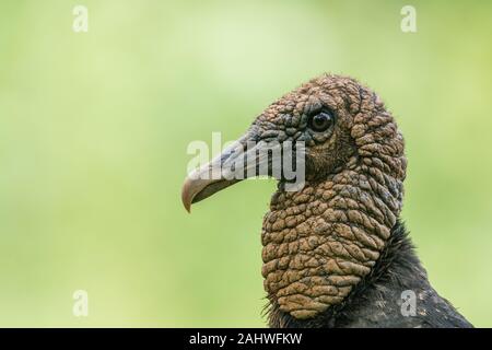 Black vulture (Coragyps atratus), Laguna del Lagarto, Costa Rica Stock Photo