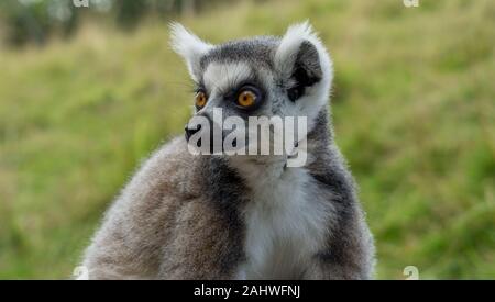 Close up of a lemur Stock Photo