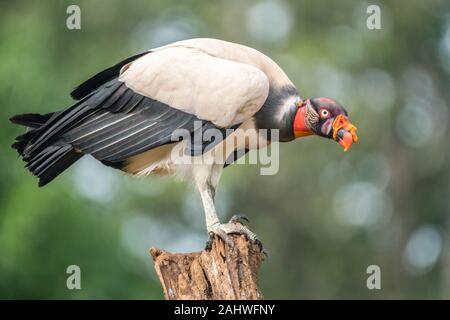 Adult King Vulture (Sarcoramphus papa), Laguna del Lagarto, Costa Rica Stock Photo