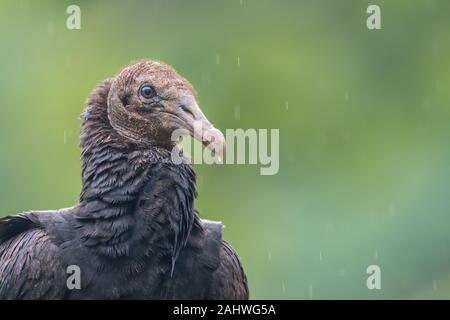 A black vulture (Coragyps atratus) in the rain, Laguna del Lagarto, Costa Rica Stock Photo