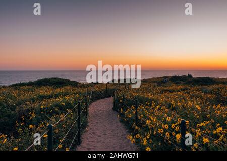 Path and yellow flowers at sunset, at Dana Point Headlands Conservation Area, in Dana Point, Orange County, California Stock Photo