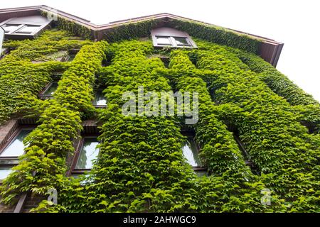House wall covered in green ivy
