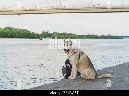 Large nice husky with brownish gray-white coat is at the Dnieper river coastline, having a walk with his master. On the background is foot-bridge acro Stock Photo