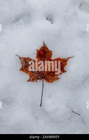 Dark brown maple leaf on snow Stock Photo