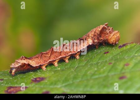 Peach Blossom moth caterpillar (Thyatira batis) resting on bramble leaf. Tipperary, Ireland Stock Photo