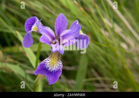 Blue Flag Iris (Iris versicolor) flowering in Newfoundland and Labrador, Canada. The flower is native to eastern North America. Stock Photo