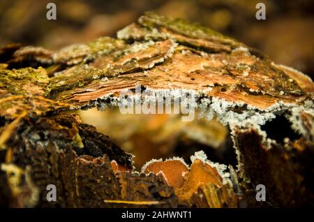 Crystal of ice, diamond dust, frost mist frozen on a piece of bark, rind of a tree, macro Stock Photo