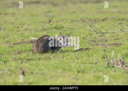 Wild Bobcat at Point Reyes, California Stock Photo