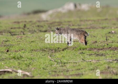 Wild Bobcat at Point Reyes, California Stock Photo