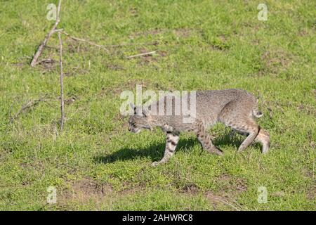 Wild Bobcat at Point Reyes, California Stock Photo