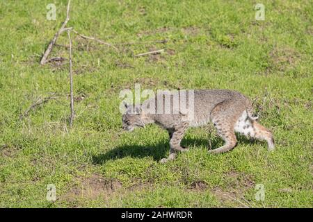 Wild Bobcat at Point Reyes, California Stock Photo