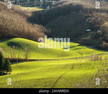 Early morning sunlight over wheat fields in the northern Apennines, Emilia-Romagna, Italy. Stock Photo