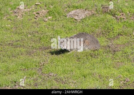 Wild Bobcat at Point Reyes, California Stock Photo