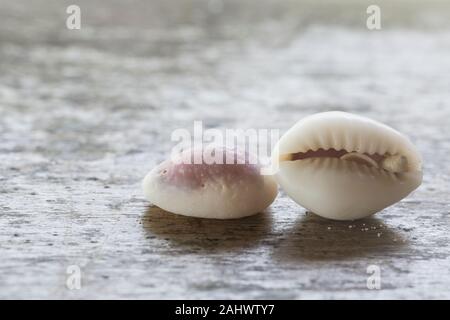 Two cowrie shells (Monetaria annulus -right and Monetaria moneta - left) Stock Photo