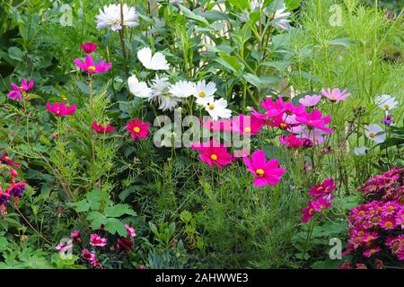 Cosmos, dahlia and fuchsia flowers in garden border in English country garden. Stock Photo