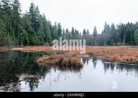 Beaver lake, Stanley Park, Vancouver, British Columbia, Canada Stock Photo