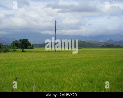 Rice fields in the fertile plains of Mindoro island, The Philippines ...