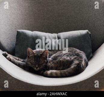 Sleeping grey cat on lounge chair Stock Photo