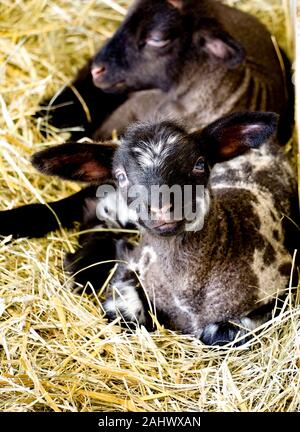 Black lamb lying on straw Stock Photo