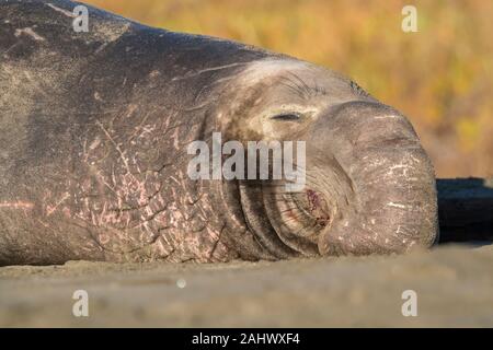 Bull Elephant Seal, Point Reyes, California Stock Photo