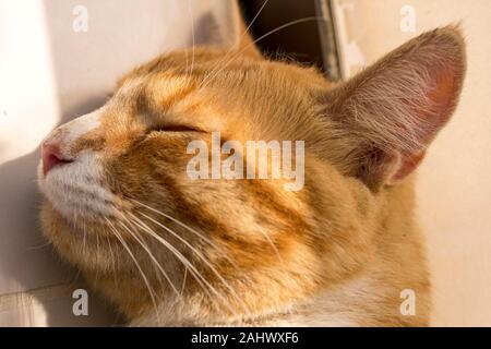 Close up image of a sleeping young orange tabby / ginger cat / kitten. Stock Photo
