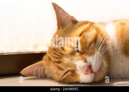 Close up image of a sleeping young orange tabby / ginger cat / kitten. Stock Photo
