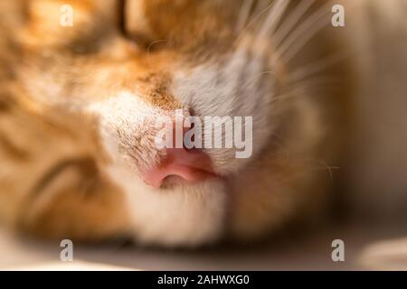 Close up image of a sleeping young orange tabby / ginger cat / kitten. Stock Photo