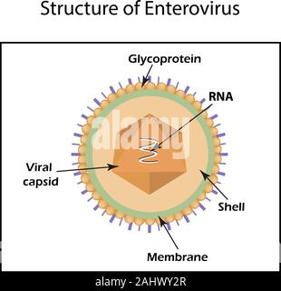 The structure of the polio virus. Enterovirus. Infographics. Vector ...