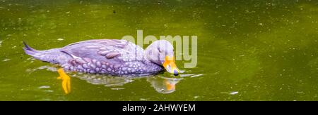 closeup of a fuegian steamer duck floating on the water, tropical bird specie from south America Stock Photo