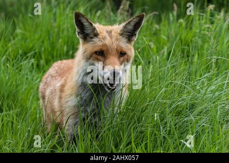 Low angle photograph of Red Fox in grass Stock Photo