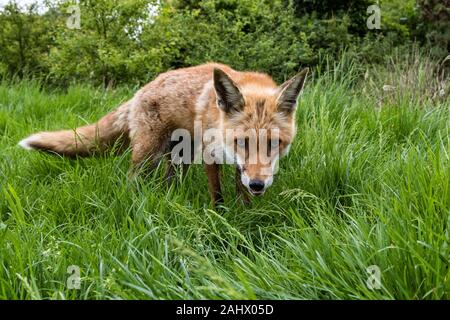 Low and wide angle view of red fox, devon Stock Photo