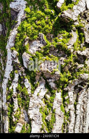 natural texture - green moss on surface of bark of old walnut tree on sunny winter day Stock Photo