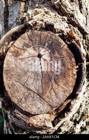 natural texture - pruned bough of old walnut tree on sunny day Stock Photo