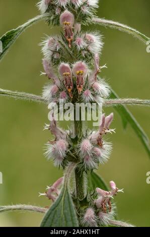 Motherwort, Leonurus cardiaca in flower in summer. Stock Photo